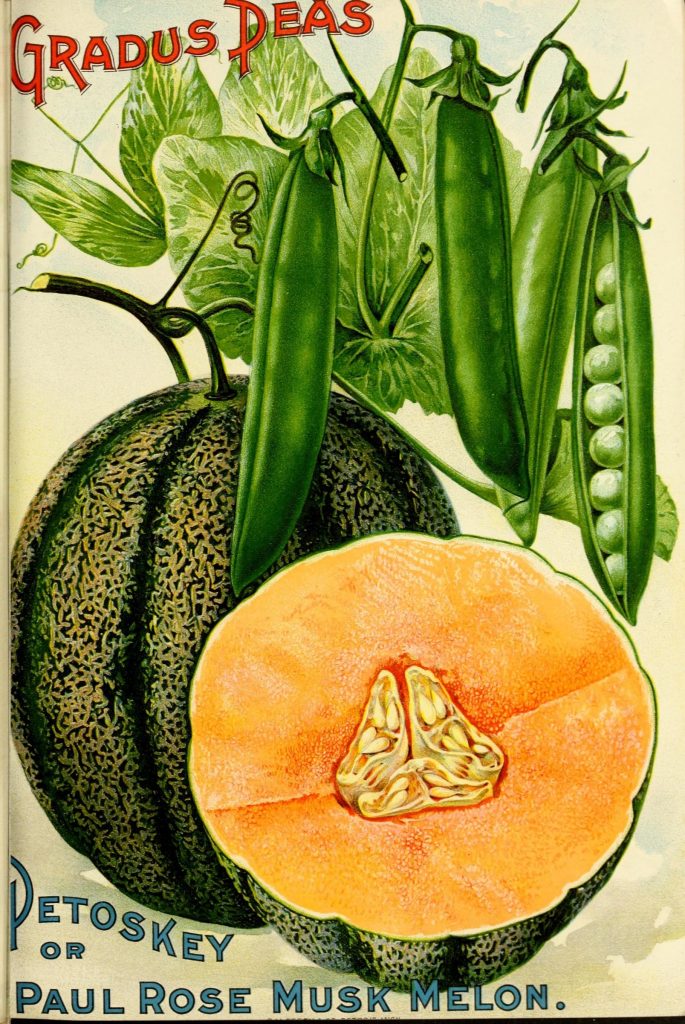 Scientific Illustration of peas and musk melon, from an 1899 seed catalog