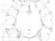 Scientific illustration of a tardigrade from Bermuda.