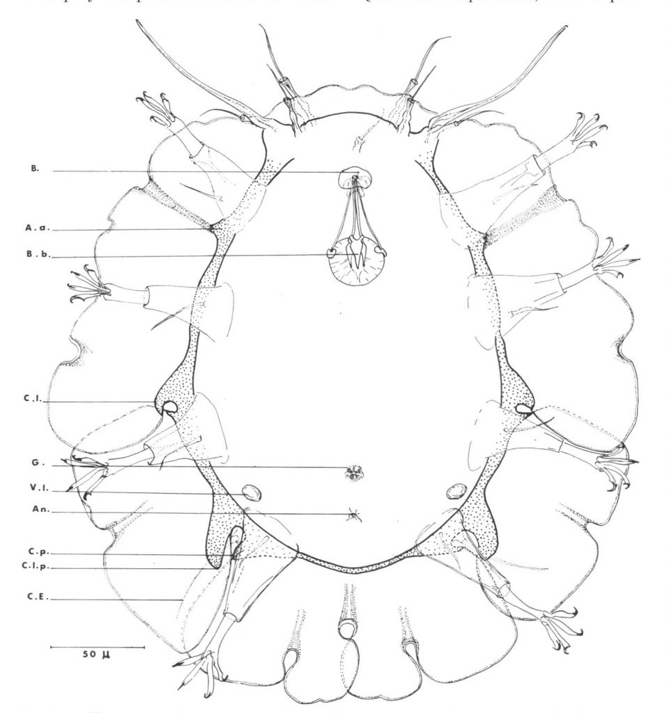 Scientific illustration of a tardigrade from Bermuda.