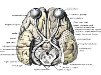 Scientific illustration of brain anatomy