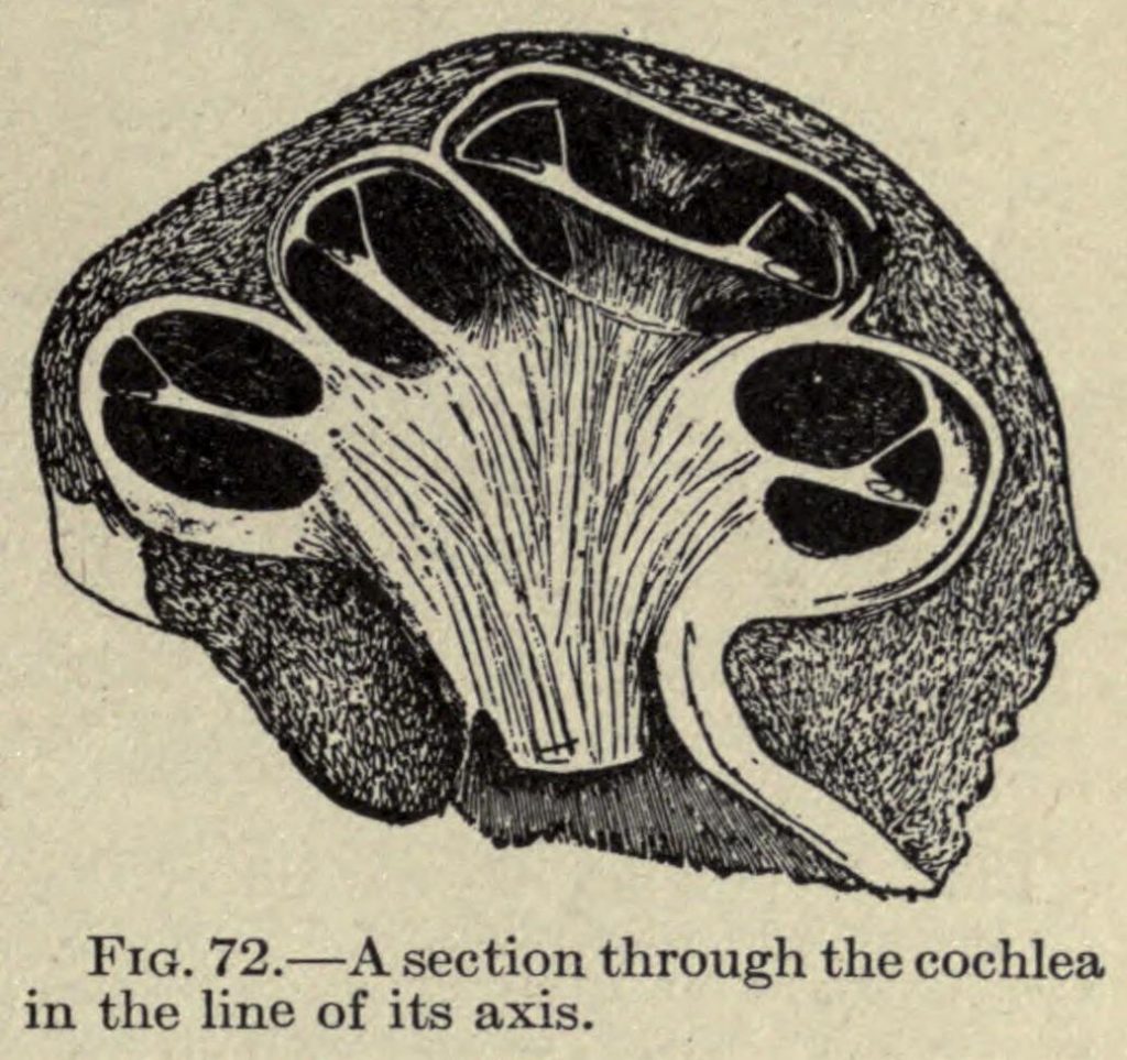 Scientific illustration of the cochlea - the inner ear.