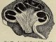 Scientific illustration of the cochlea - the inner ear.