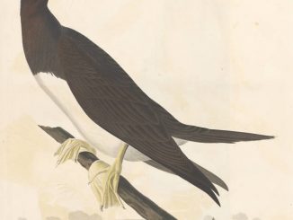 Scientific illustration of a booby gannet by John James Audubon, who liked birds.