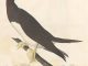 Scientific illustration of a booby gannet by John James Audubon, who liked birds.
