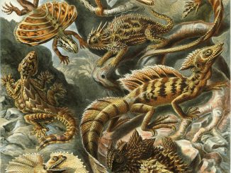 Scientific illustration of lizards by Haeckel