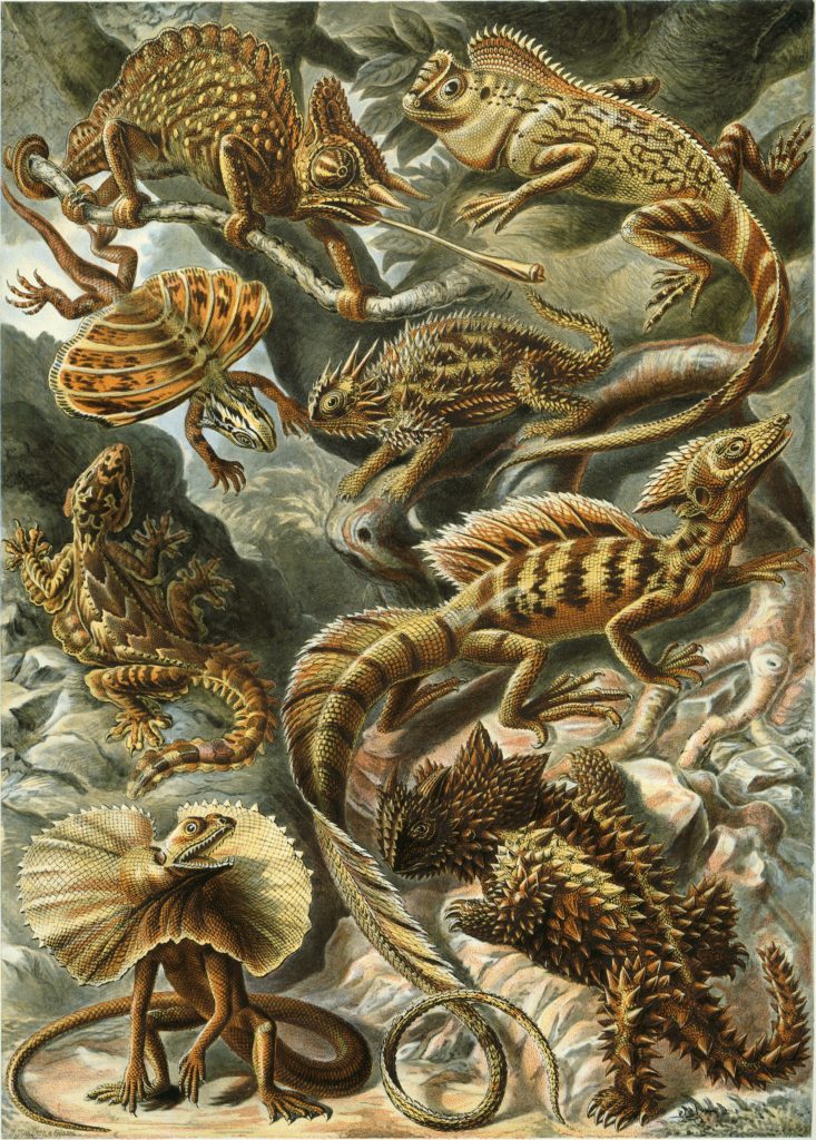 Scientific illustration of lizards by Haeckel