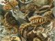 Scientific illustration of lizards by Haeckel