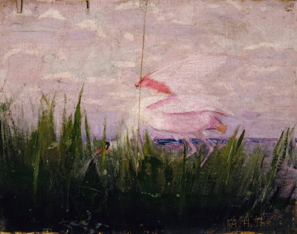 Scientific illustration of a roseate spoonbill at sunset, supposedly showing its ability to camouflage itself against a pink background.