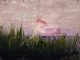 Scientific illustration of a roseate spoonbill at sunset, supposedly showing its ability to camouflage itself against a pink background.