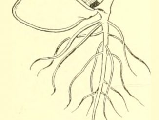 Scientific illustration of a seed sprouting.