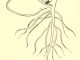 Scientific illustration of a seed sprouting.