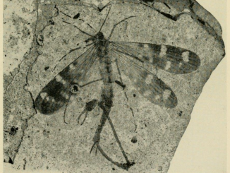 A scientific illustration of a fossil insect, a scorpionfly