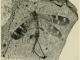 A scientific illustration of a fossil insect, a scorpionfly