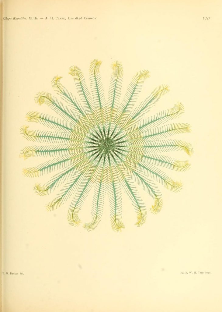 scientific illustration - a photo, really - of an unstalked crinoid, a kind of marine animal related to a starfish