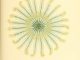 scientific illustration - a photo, really - of an unstalked crinoid, a kind of marine animal related to a starfish