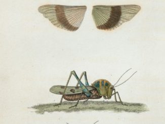 Scientific Illustration of field crickets: insects useful in interior design.