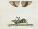 Scientific Illustration of field crickets: insects useful in interior design.