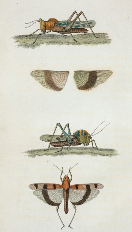 Scientific Illustration of field crickets: insects useful in interior design.