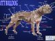 Scientific illustration of the Leavitt bulldog, a healthier breed of English bulldog