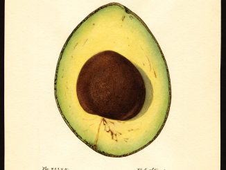Scientific Illustration of a Taft avocado, from the USDA Pomological Watercolors