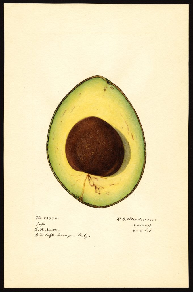 Scientific Illustration of a Taft avocado, from the USDA Pomological Watercolors