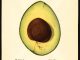 Scientific Illustration of a Taft avocado, from the USDA Pomological Watercolors