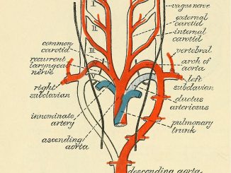 Scientific illustration of arterial arches, the blood vessels around the heart that look like a drawing of a heart