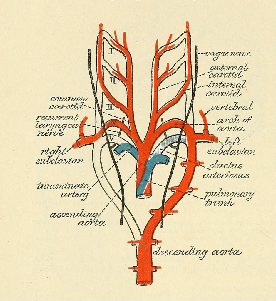 Scientific illustration of arterial arches, the blood vessels around the heart that look like a drawing of a heart