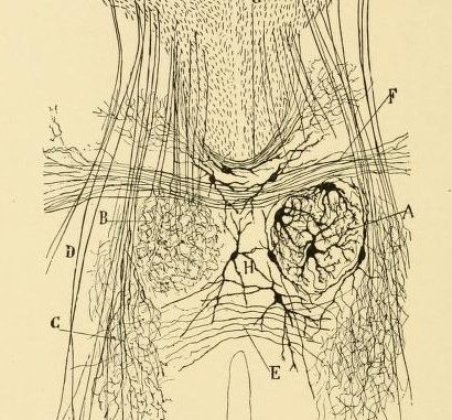 Scientific illustration of the nervous system of a new-born dog.
