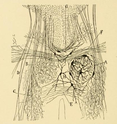 Scientific illustration of the nervous system of a new-born dog.