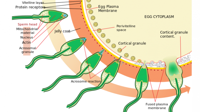 A scientific illustration of sperm entering egg using acrosome to get through the jelly coat and past the plasma membrane