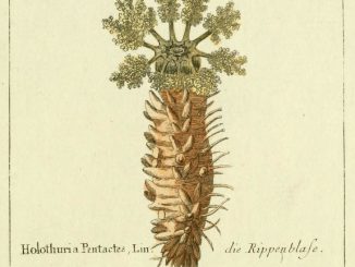 Scientific illustration of Holothuria pentactes, a sea cucumber better known as Cucumaria frondosa, which is a funnier name the more you say it.