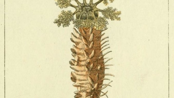 Scientific illustration of Holothuria pentactes, a sea cucumber better known as Cucumaria frondosa, which is a funnier name the more you say it.
