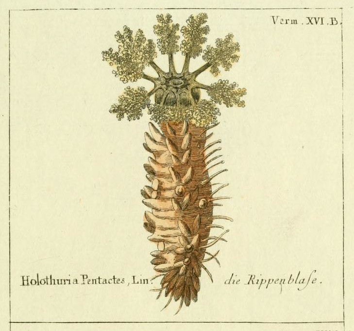 Scientific illustration of Holothuria pentactes, a sea cucumber better known as Cucumaria frondosa, which is a funnier name the more you say it.
