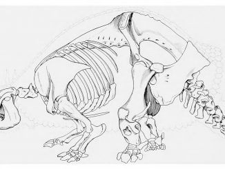 Scientific illustration of a prehistoric armadillo, the giant armored glyptodont.