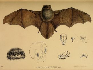 Scientific illustration of the thumbless bat, Furipterus horrens, what eats bugs in Costa Rica