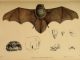 Scientific illustration of the thumbless bat, Furipterus horrens, what eats bugs in Costa Rica