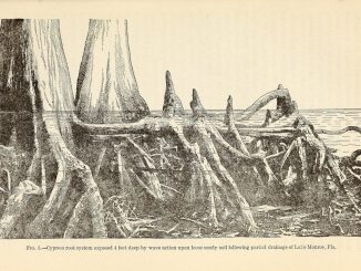 Scientific illustration of cypress roots and cypress knees in a southern swamp