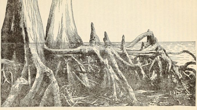 Scientific illustration of cypress roots and cypress knees in a southern swamp