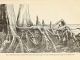 Scientific illustration of cypress roots and cypress knees in a southern swamp