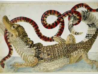 Scientific illustration of a caiman and a false coral snake.