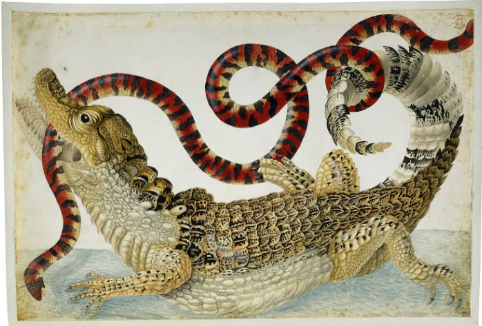 Science Art Spectacled Caiman And A False Coral Snake By Dorothea 