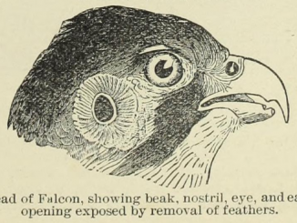 Scientific illustration of a falcon's head, showing the ears of a bird of prey.
