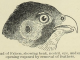 Scientific illustration of a falcon's head, showing the ears of a bird of prey.