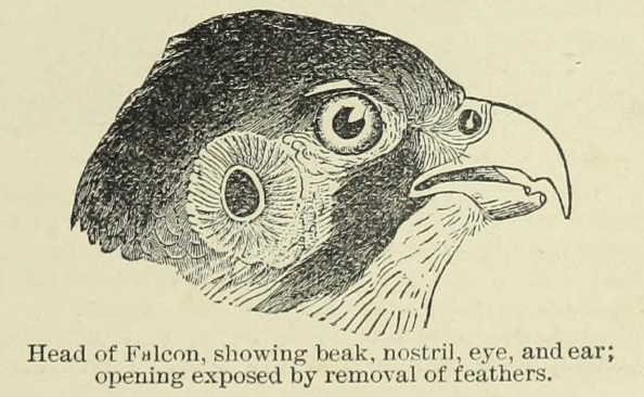 Scientific illustration of a falcon's head, showing the ears of a bird of prey.