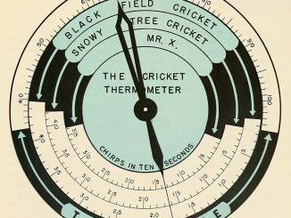 Scientific illustration - or a diagram, really - showing how to tell the temperature by the number of cricket chirps for different species of crickets.