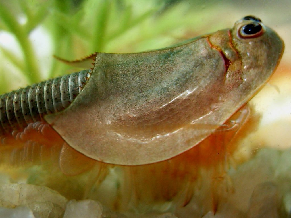Scientific illustration of triops, a trilobite-like crustacean with three eyes.