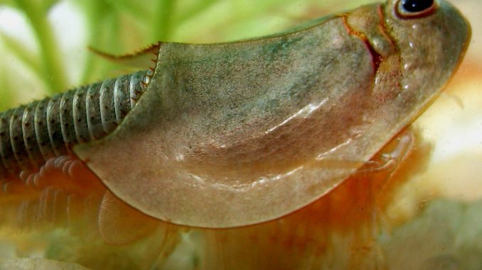 Scientific illustration of triops, a trilobite-like crustacean with three eyes.