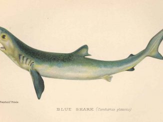 Scientific illustration of a blue shark