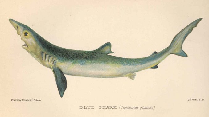 Scientific illustration of a blue shark
